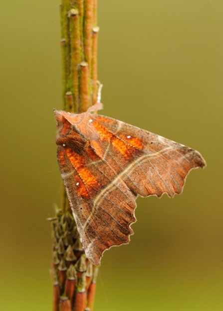 A herald moth displaying its shiny orange wings as it rests on a plant stem