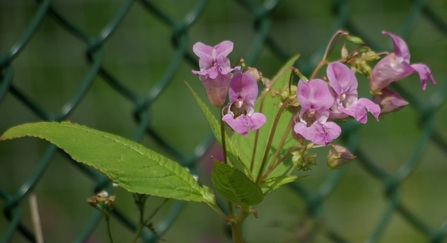 Himalayan balsam growing in front of a chain-link fence