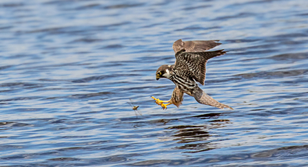 A hobby hunting a dragonfly over a lake, extending its talons to catch it