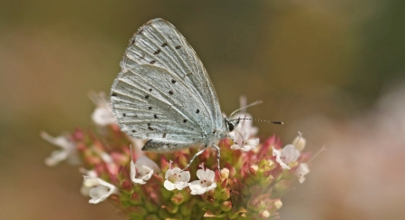 A holly blue butterfly feeding on garden flowers