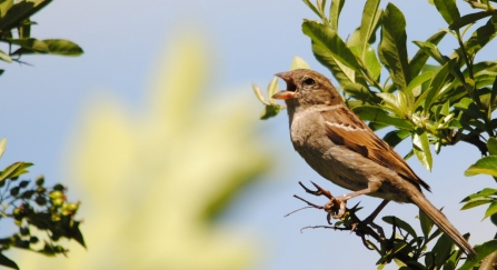 A female house sparrow singing loudly as she perches on a twig