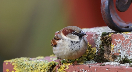 A male house sparrow resting on a brick wall covered in lichen