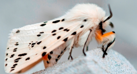A white ermine moth standing on an egg box