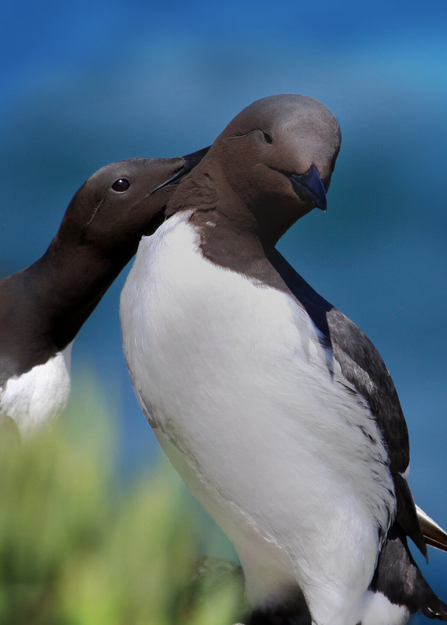 One guillemot nuzzling the neck of another as it closes its eyes contentedly