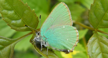 A green hairstreak butterfly resting on a leaf