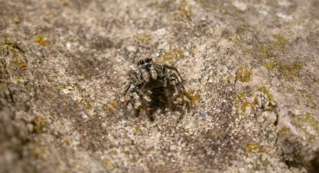 A zebra jumping spider standing on a rock and looking up at the camera