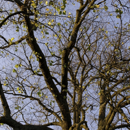 Brown trunk and green leaves of a lime tree