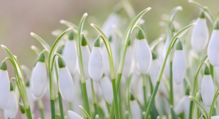 A bunch of snowdrops backlit by the sun