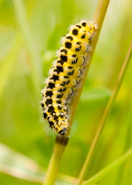 A burnet moth caterpillar walking down the stem of a plant