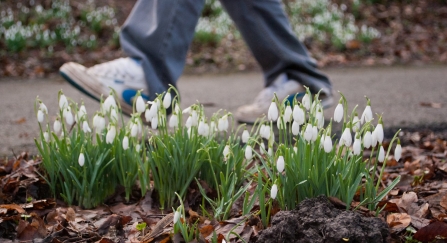 A man walking past clusters of snowdrops growing in a woodland