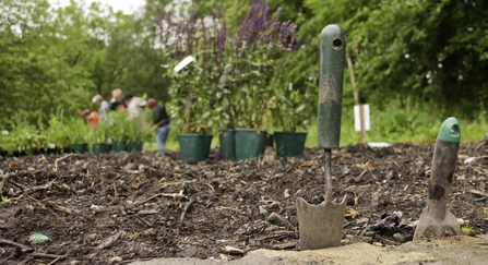 Potted plants with purple flowers and gardening tools