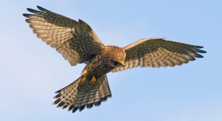 A kestrel hovering over prey against a bright blue sky
