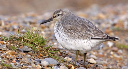 A knot standing on a slope covered in stones and shingle