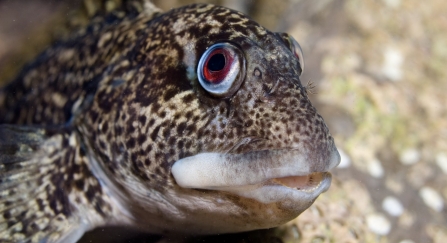 A common blenny, or shanny, resting in a rockpool