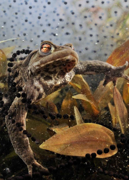 A toad on the bottom of a pond with toadspawn draped over its neck and frogspawn in the background