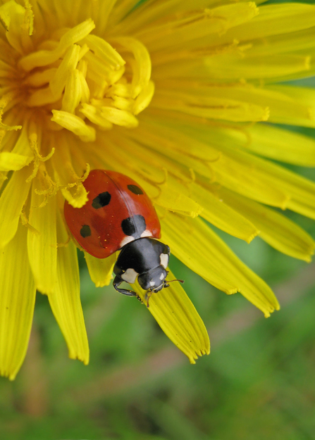 A ladybird sitting on the leaves of a dandelion