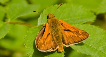 A large skipper butterfly resting on a leaf in the sunshine