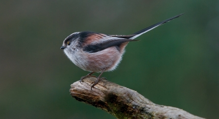 A long-tailed tit standing on a wooden stick