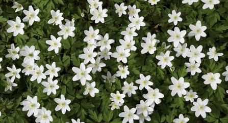Looking down on a crop of wood anemone flowers