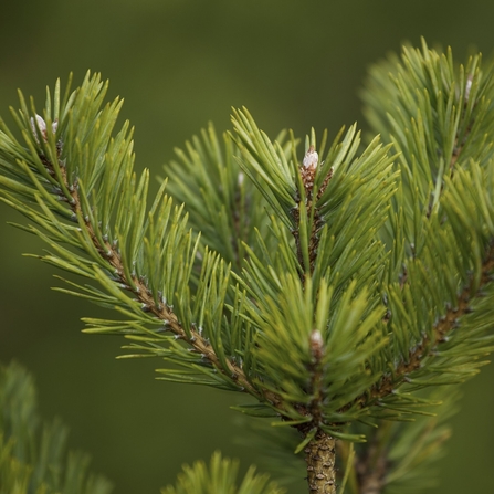 Green Scots pine needles