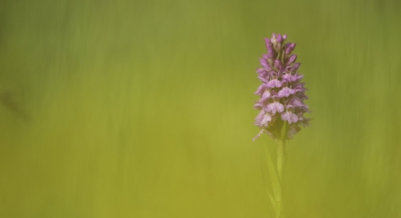 A common spotted orchid nestled in the grass