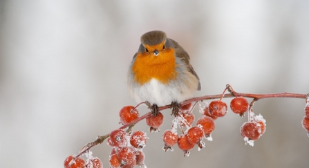 Robin perched on a tree branch covered in frost during winter