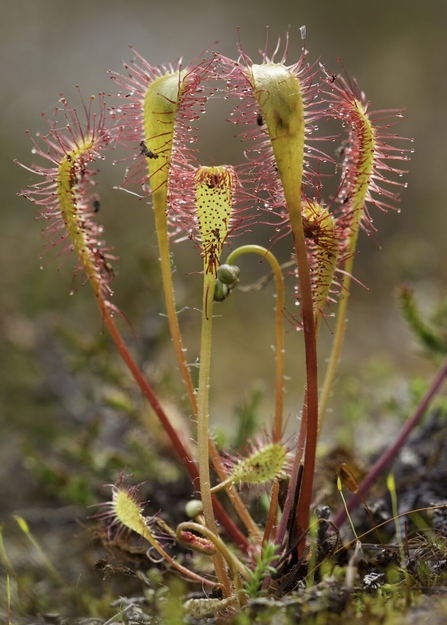 Orange and red greater sundew plant