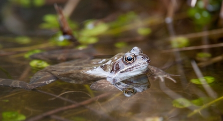 Common frog floating in a pond with pond plants