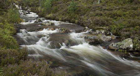Stream running through purple flowering heather