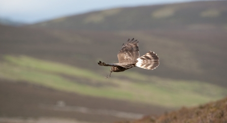A female hen harrier displaying her white 'ringtail'