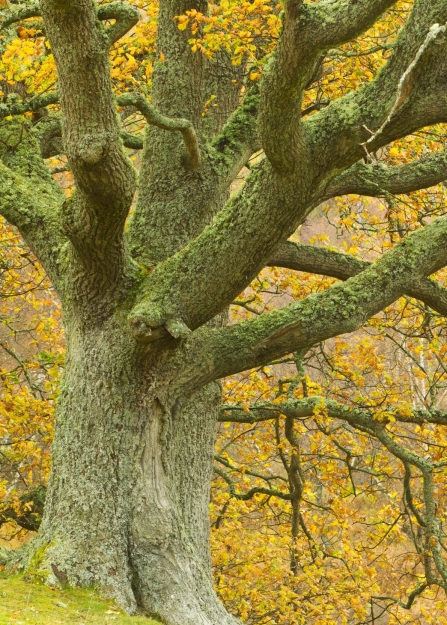 A veteran oak tree with orange and yellow leaves in an autumn woodland