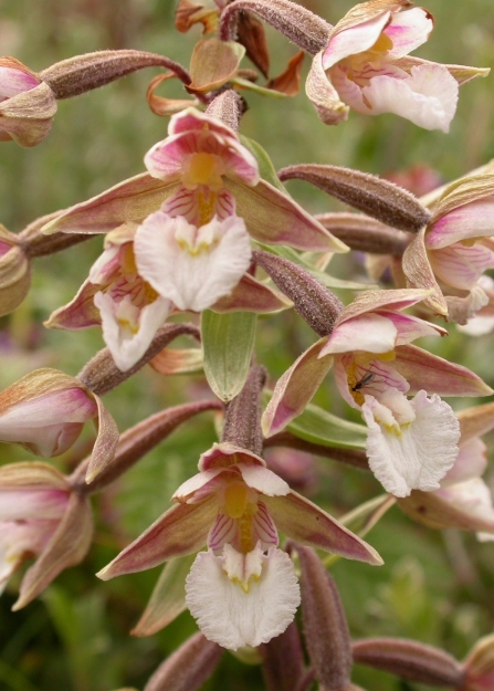 Close-up of the white, pink and yellow flowers of the marsh helleborine orchid
