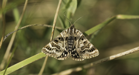 A Mother Shipton moth resting on a blade of grass in the sunshine