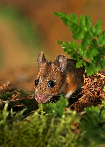 A wood mouse standing on a bank and peeking out from behind ferns