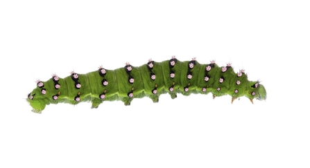 A bright green, chunky, emperor moth caterpillar with black-ringed white spots, shot against a white background
