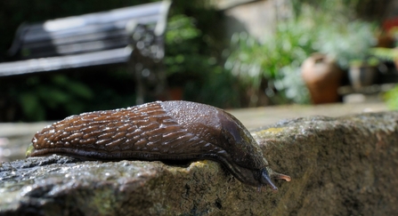 Brown form of the great black slug making its way across a garden path