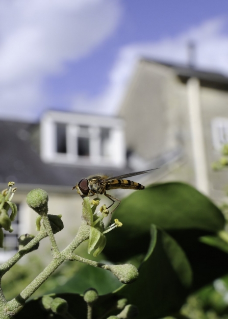 A marmalade hoverfly sitting on a leaf in a garden under a window