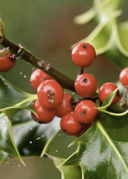 Bright red holly berries on a stem amongst spiky green holly leaves