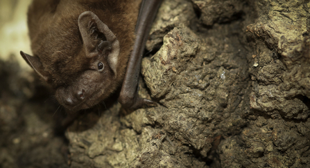 Image shows a noctule bat sitting on some rough tree bark