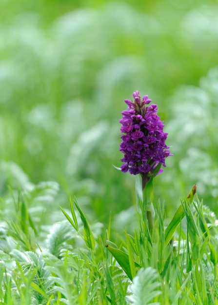 A northern marsh orchid growing amongst green vegetation