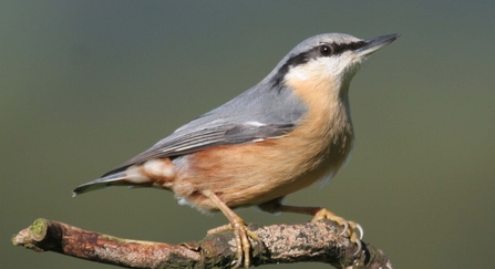Blue and gold nuthatch sitting on a twig