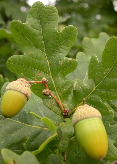 Green oak leaves and green acorns