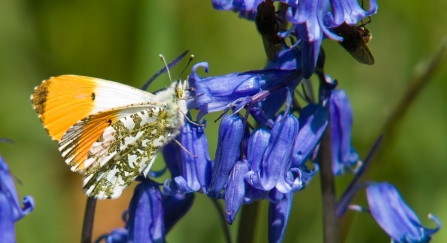 A male orange-tip butterfly feeding from bluebells