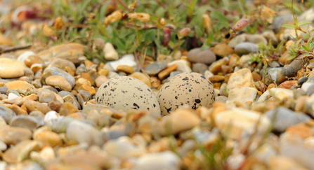 Speckled oystercatcher eggs in a nest on coastal pebbles