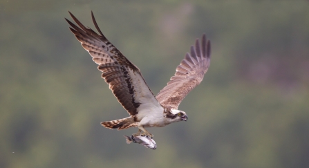 An osprey flying with a freshly caught fish in its talons