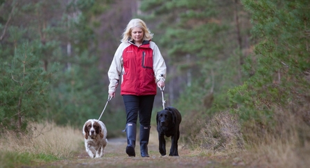 A woman walking two dogs on leads through woodland