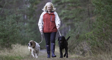 A woman walking a springer spaniel and a labrador on their leads through a woodland nature reserve
