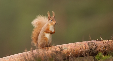A red squirrel standing to attention on a fallen tree