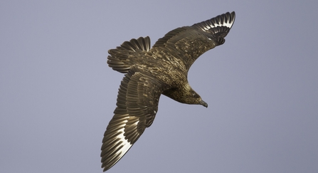A great skua in flight against a blue sky with wings outstretched