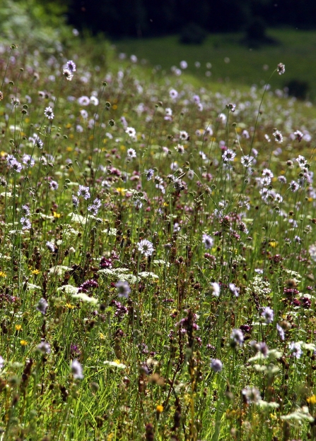 Oxeye daisies and and orchids in a wildflower meadow on a sunny day